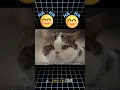 Download Lagu Kucing Thailand lucu | iklan thailand lucu | iklan lucu #iklan  #shorts  #short  #shortvideo