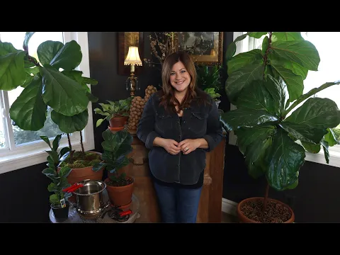 Download MP3 Fiddle Leaf Fig Care Guide! 🌿 // Garden Answer