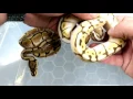 BASE MORPH Spider and combos