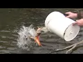 Trout stocking A sure sign of spring in the Poconos