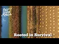 Download Lagu Rooted in Survival | Over the Land | CGTN Documentary