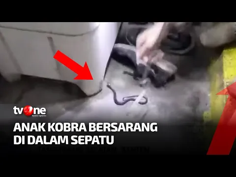 Merinding! Dua Ekor Anak Ular Kobra Ditemukan Masuk Area Rumah