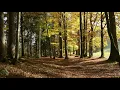 Download Lagu Leaves Falling in Autumn / Rustling Tree Leaves and Gentle Wind