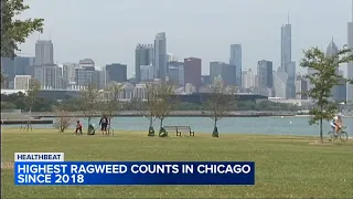 Highest ragweed counts in Chicago since 2018