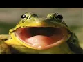 Lagu Frog Sounds - Noises