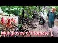 Download Lagu Adeyto + Mia MANGROVE 🐟🌴 Creatures IRIOMOTE 🏖️ ISLAND 🏝️ Okinawa