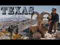 Texas Free Range Aoudad