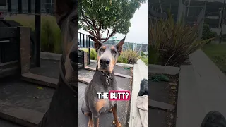 She was so deep in thought lol ! #fypシ #Fyp #Dream #doberman #pets