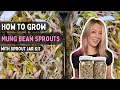 Download Lagu How to Sprout Mung Bean seeds at home with Sprouting Jar Kit | Soilless