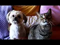 Three-Legged Cat Raised by a Dog Coral s Road to Recovery with Disco