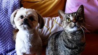 Three-Legged Cat Raised by a Dog Coral s Road to Recovery with Disco