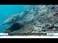 Download Lagu Journey to Kofiau Raja Ampat