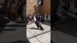 اجمل طيور حمام تركيا 