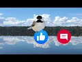 Cat TV - A Symphony of Spring Birds & a Playful Squirrel at the Bird Bath 💦  4K Nature Video