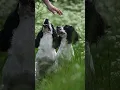 Game Fair 2025