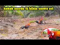 Download Lagu Kokok pikat f2 terbaik 2025 bikin 3m051 ayam hutan sumatra