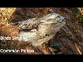 Birds Singing - Common Potoo