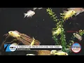 Petland is the place for pets under who live under the sea