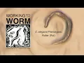 C elegans Phenotypes Roller Rol