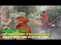 Download Lagu BIAWAK VS AYAM ‼️Pertarungan Sengit di Kali Busa Babelan❗Excavator Terus Mengeruk Lumpur