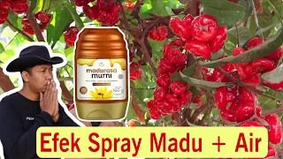 Modal Madu + Air Saja‼️Pelebat Buah Simpel & Murah