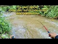Download Lagu Mancing Dapat Ikan Lele Besar Bikin Saya Kualahan broo..#LM25