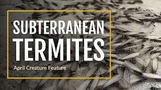 Creature Feature Subterranean Termites
