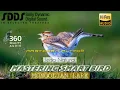 Download Lagu MASTERAN SULTAN ❗️ MONGOLIAN LARK Super Jernih HD