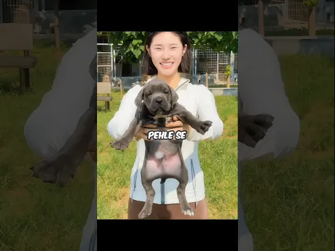She Raised a Tiny Cane Corso Into a Giant Guard Dog 🐶💪 #shorts