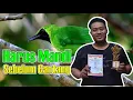 Download Lagu CUCAK IJO SETTINGAN MANDI SEBELUM GANTANG By HoBi ID