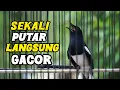 Download Lagu Suara Burung Kacer Gacor NGEPLONG Tarung ini Paling AMPUH Untuk Pancingan