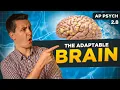 Neuroplasticity Effects Of Psychoactive Drugs AP Psychology Unit 2 Topic 8