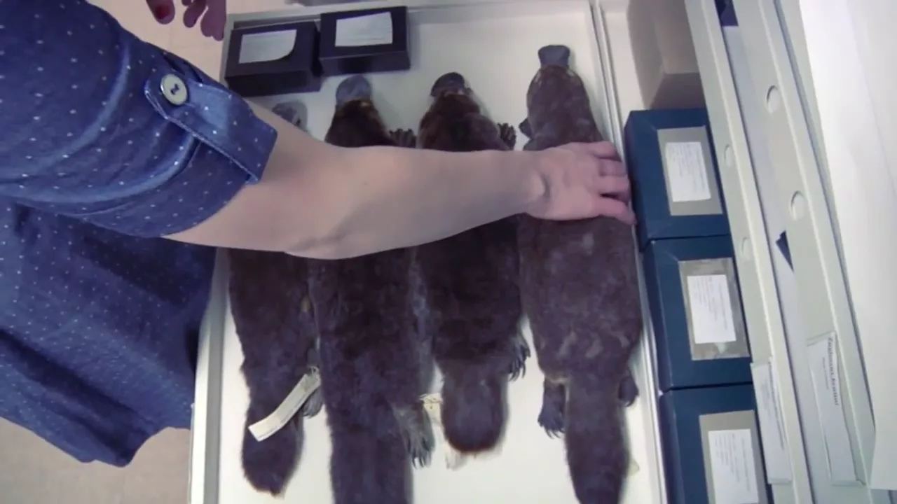Chicago Adventure, Part Five: The Platypus, The Skin, & The Cold