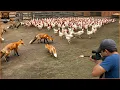 Download Lagu Foxes Hunting - How Australian Hunters And Farmers Deal With Millions Of Invasive Foxes