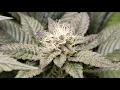 Don Mega F1 week 3 and 4 of bloom Gelly Biscuit bred by Solfire Gardens