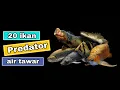 Download Lagu 20 Ikan Predator air tawar | GANASSSS !!!!!