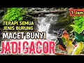 Download Lagu AUTO GACOR‼️ 1 Jam Suara Air Bikin Burung Rajin Bunyi - Terapi Semua Jenis Burung Macet Bunyi/Stress