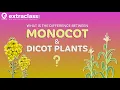 What is the difference between Monocot and Dicot plants Biology Extraclass com
