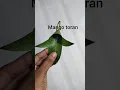 Download Lagu #mangoleafthoranforfestivals #mangoleafcrafts #mangoleafdecoration#greendayproject#mamidiakula decor