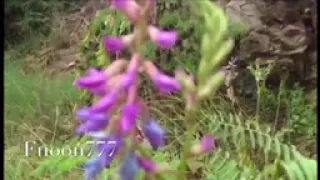 اقسم يمينا صاحبي حط كفه بكفي دندنها