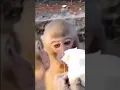 Download Lagu meme lo makan klo gk lu pada mati