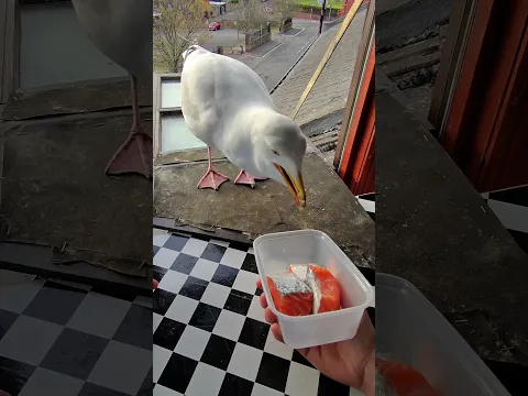 Mi Mascota Gaviota Siempre A Tiempo Para Su Comida