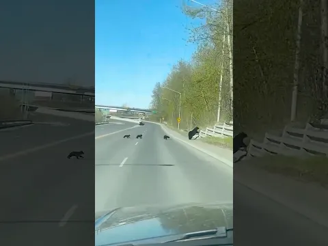 Clumsy Bear Cub Struggles To Keep Up With Mama