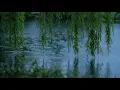 3H Willow Tree Rain Sounds by the Pond Gentle Raindrops  Deep Sleep  Relaxation | A Cosmic Whisper