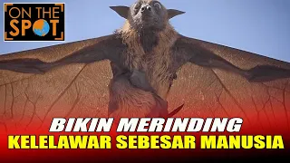 Download BIKIN MERINDING | KELELAWAR SEBESAR MANUSIA| KELELAWAR MONSTER | ON THE SPOT TERBARU MP3