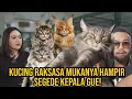 Download Lagu GAK LOGIS! ADA KUCING RAKSASA MUKANYA HAMPIR SEGEDE KEPALA GUE! #AudreyA #KINGOFTHEJUNGLE