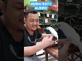 Download Lagu Burung Sultan Murai Batu Albino #muraibatu #mbrk #muraialbino #shorts #short #shortvideo