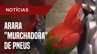 Arara que fica murchando pneus é identificada em vídeo que bombou