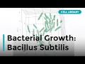 Groei van bacteriën: Bacillus subtilis