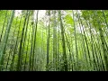 LED Background - Bamboo Forest 14